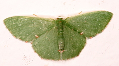 Prasinocyma iosticta