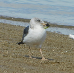 Larus livens
