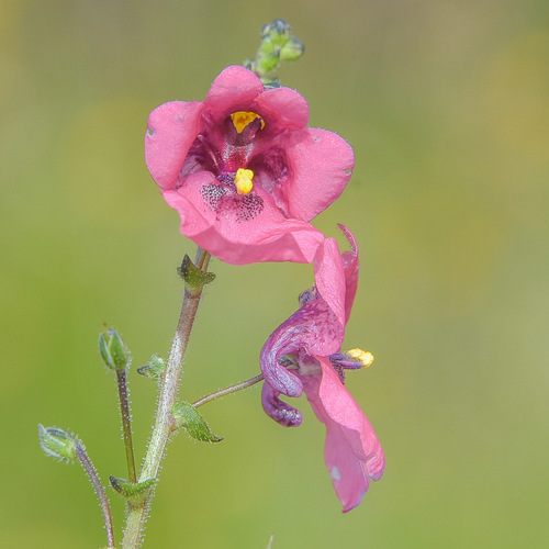 Diascia fetcaniensis