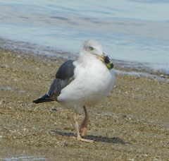 Larus livens