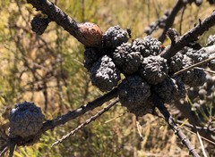 Allocasuarina mackliniana