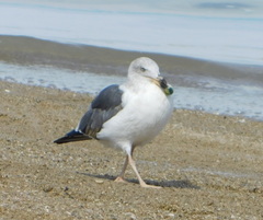 Larus livens