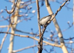 Sitta europaea albifrons