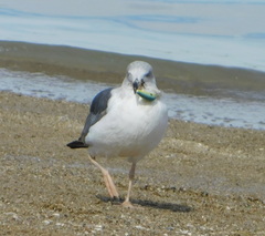 Larus livens