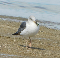 Larus livens