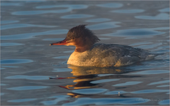 Mergus merganser