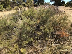 Allocasuarina mackliniana
