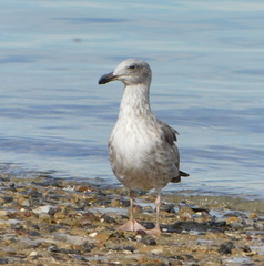Larus livens
