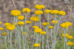 Helichrysum flanaganii