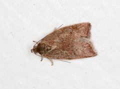 Syringoseca mimica