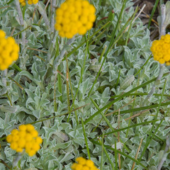 Helichrysum flanaganii