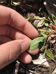 Anthyllis vulneraria