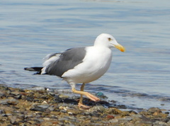 Larus livens