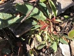 Anthyllis vulneraria