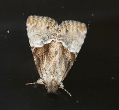 Alophosoma emmelopis