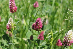Trifolium incarnatum molinerii