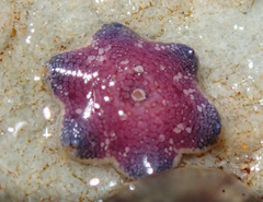 Meridiastra medius