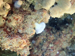 Sycozoa cerebriformis