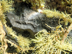 Psammocinia