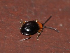 Encymon immaculatus