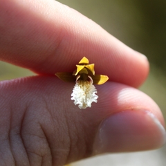 Eulophia tristis