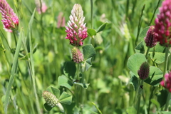 Trifolium incarnatum molinerii