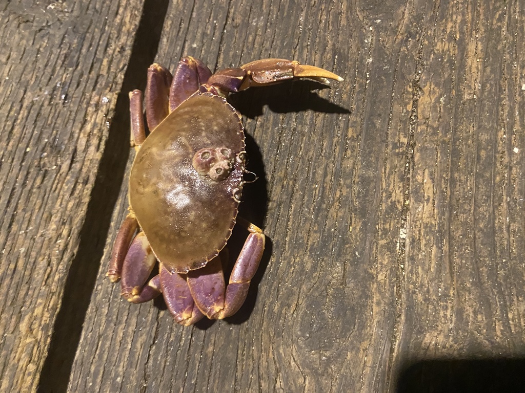 Graceful Rock Crab from Imperial Beach Pier, CA, US on November 27 ...