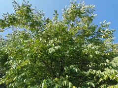 Averrhoa carambola