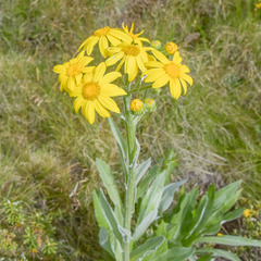 Senecio macrospermus