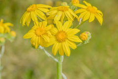 Senecio macrospermus