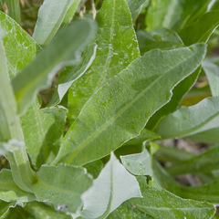 Senecio macrospermus