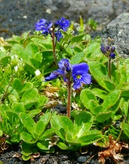 Veronica grandiflora