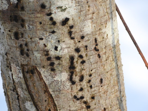 Diatrype disciformis