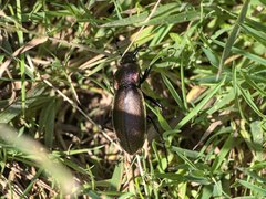 Carabus scheidleri