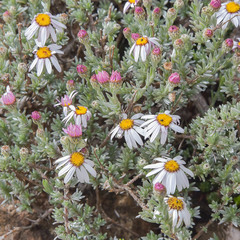 Eumorphia prostrata