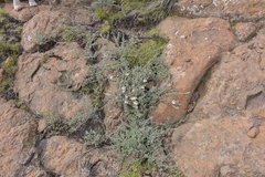 Eumorphia prostrata