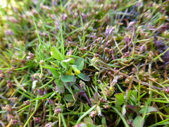 Trifolium dubium
