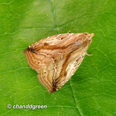 Rivula striatura