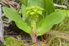 Eucomis grimshawii