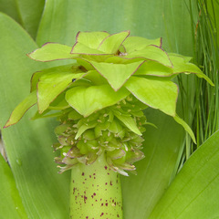 Eucomis grimshawii