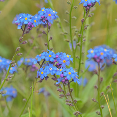Myosotis semiamplexicaulis