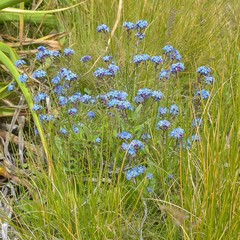 Myosotis semiamplexicaulis