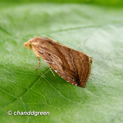 Rivula striatura