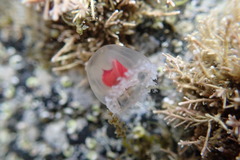 Turritopsis rubra