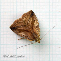 Rivula striatura
