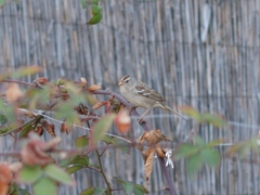 Zonotrichia leucophrys