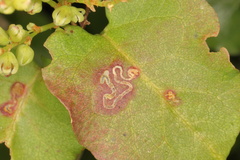 Zapyrastra calliphana