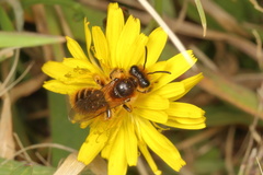 Leioproctus fulvescens