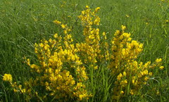 Chamaecytisus