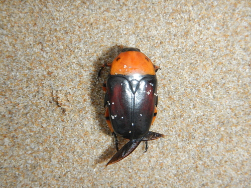 Dilochrosis atripennis